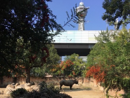 016 Rhino garden at Tennoji zoo